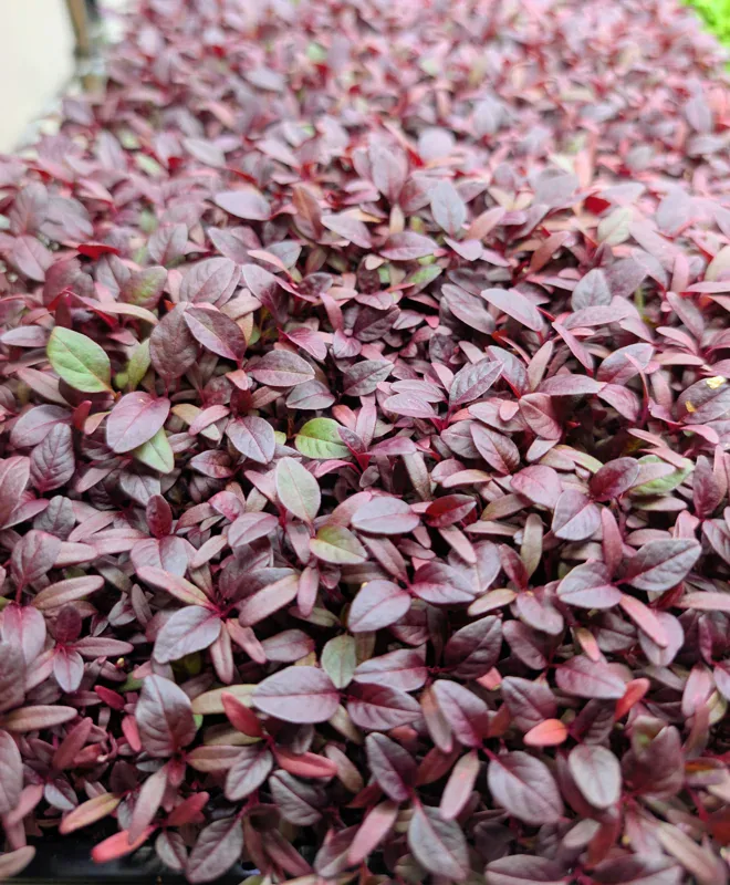 Red Garnet Amaranth at Little Roots Farm