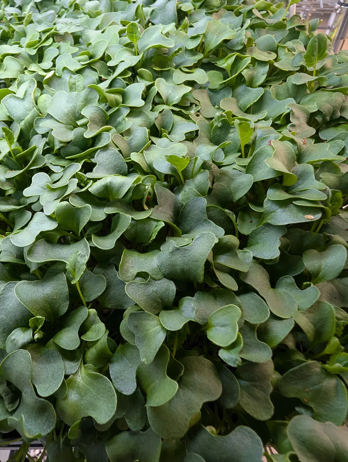 Broccoli Microgreens at Little Roots Farm