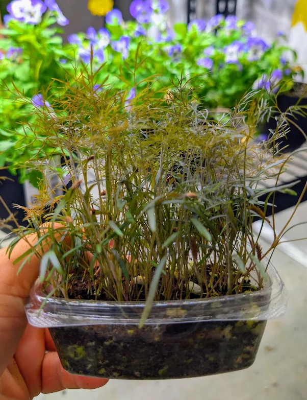 Bronze Fennel grown at Little Roots Farm in Acton Park