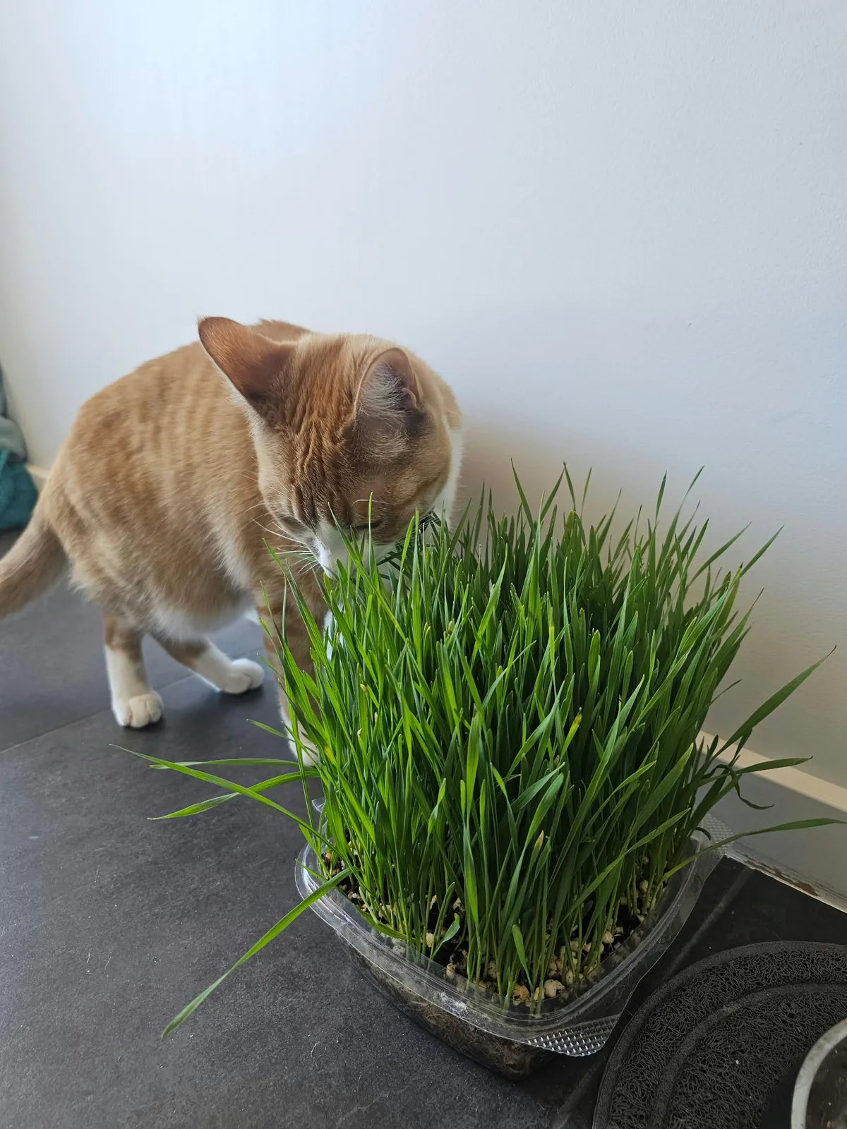 A ginger cat enjoying living cat grass grown by Little Roots Farm