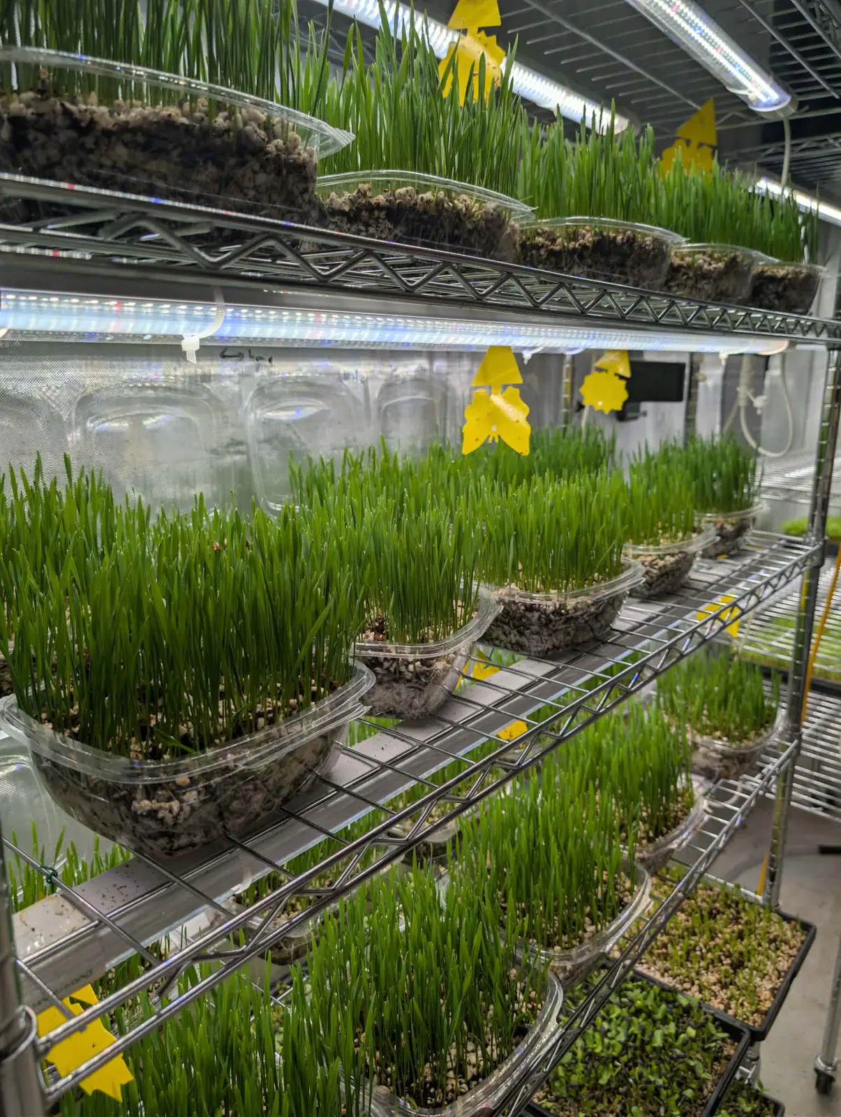 Punnets of cat grass growing on racks at Little Roots Farm in Acton Park