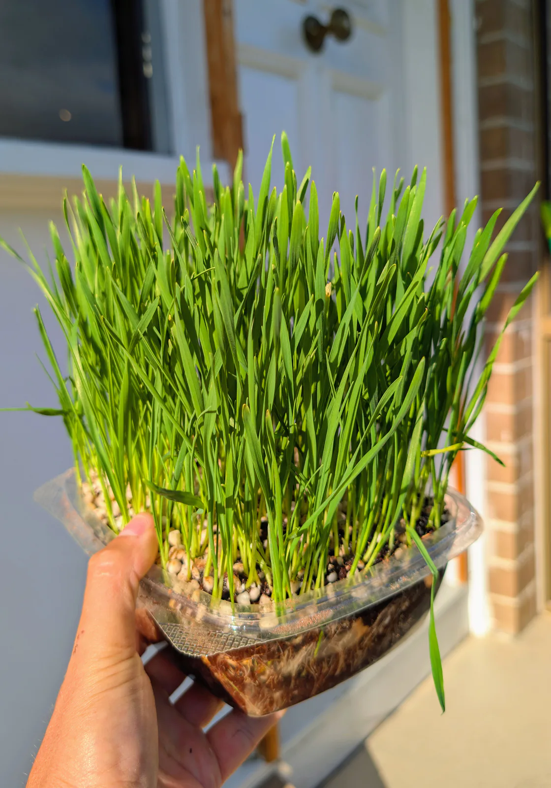 A living punnet of barley and wheat cat grass ready for local delivery