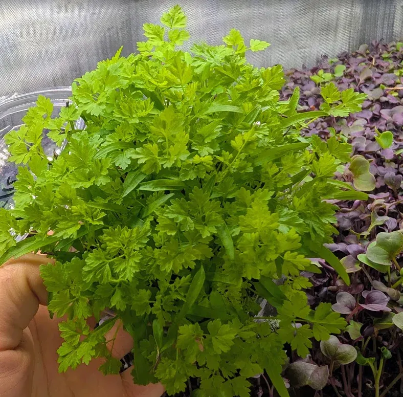 Chervil at Little Roots Farm