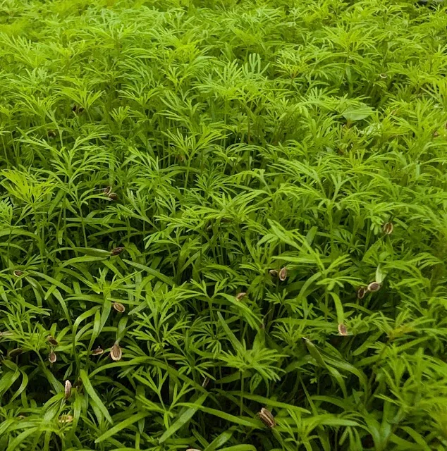 Dill at Little Roots Farm