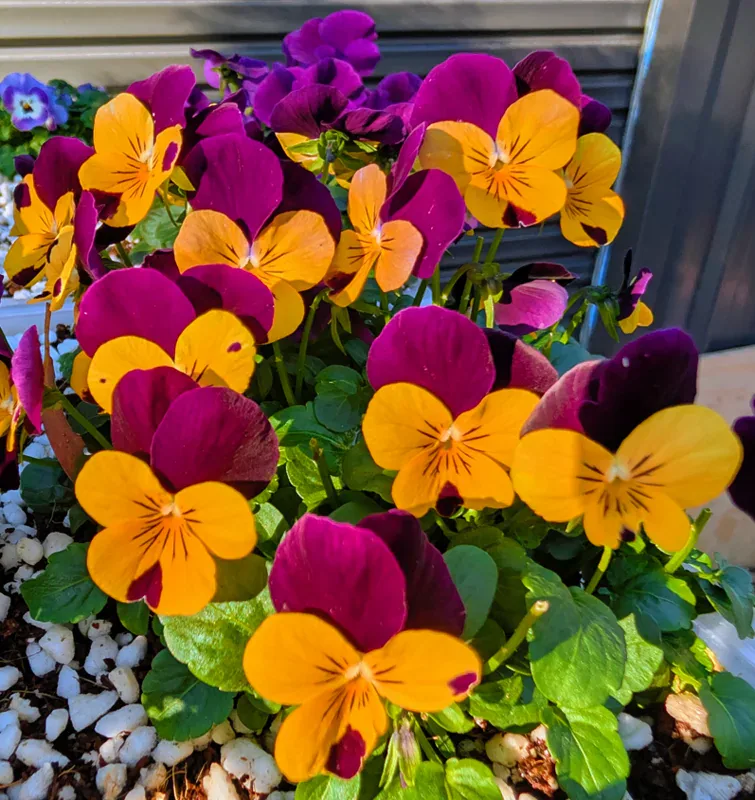 Edible Flowers at Little Roots Farm