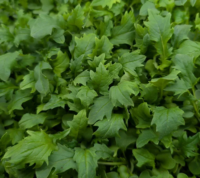 Green Mizuna at Little Roots Farm