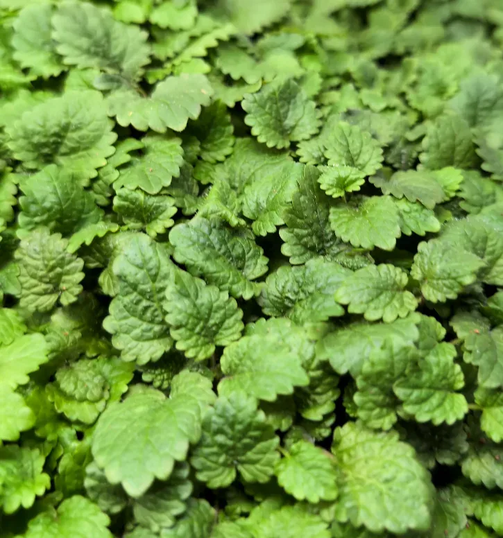 Lemon Balm at Little Roots Farm