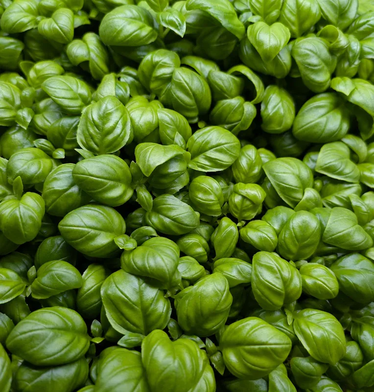 Micro Basil at Little Roots Farm