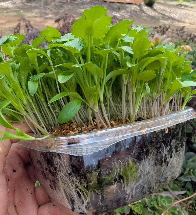Micro Coriander at Little Roots Farm