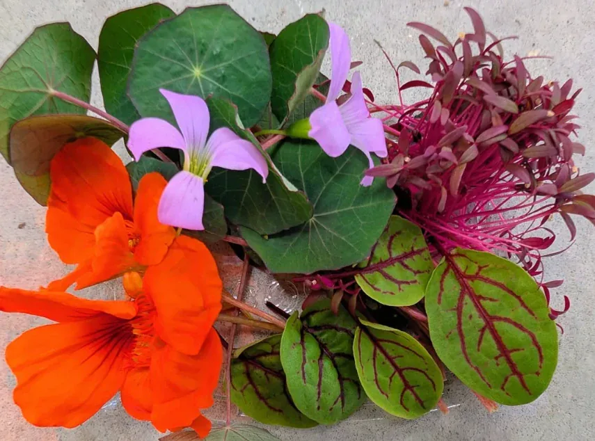 A colourful arrangement of red microgreens, patterned green leaves, and orange and purple flowers from Little Roots Farm