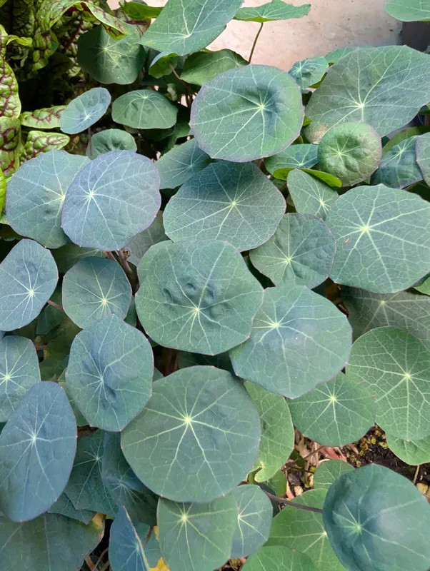 Nasturtium Leaves at Little Roots Farm