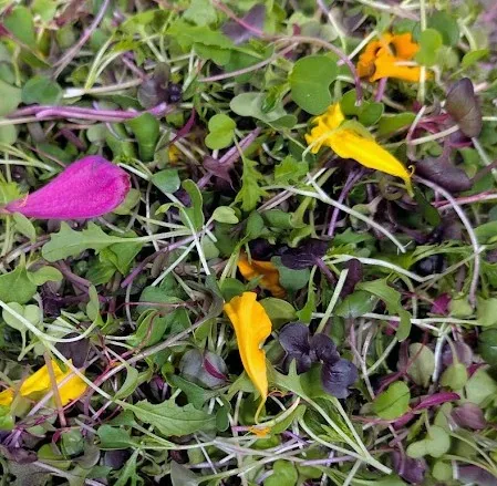 Party Mix at Little Roots Farm