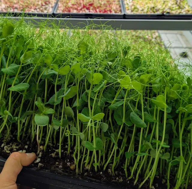 Pea Shoots at Little Roots Farm