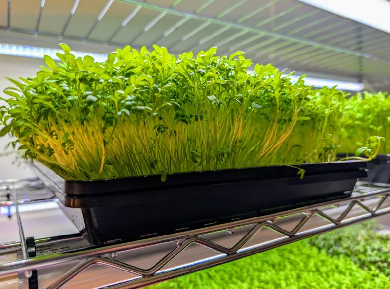 Pepper Cress grown at Little Roots Farm in Acton Park