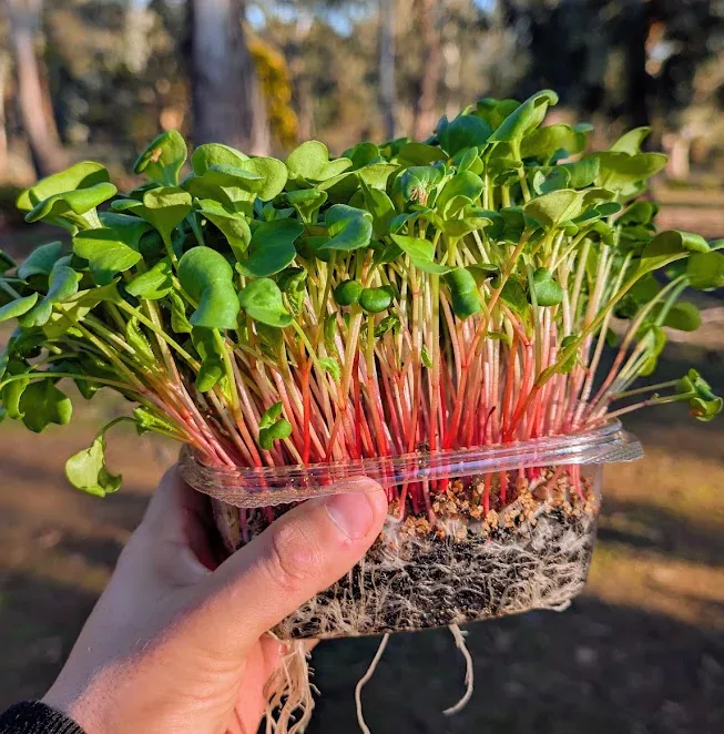 Pink Radish at Little Roots Farm