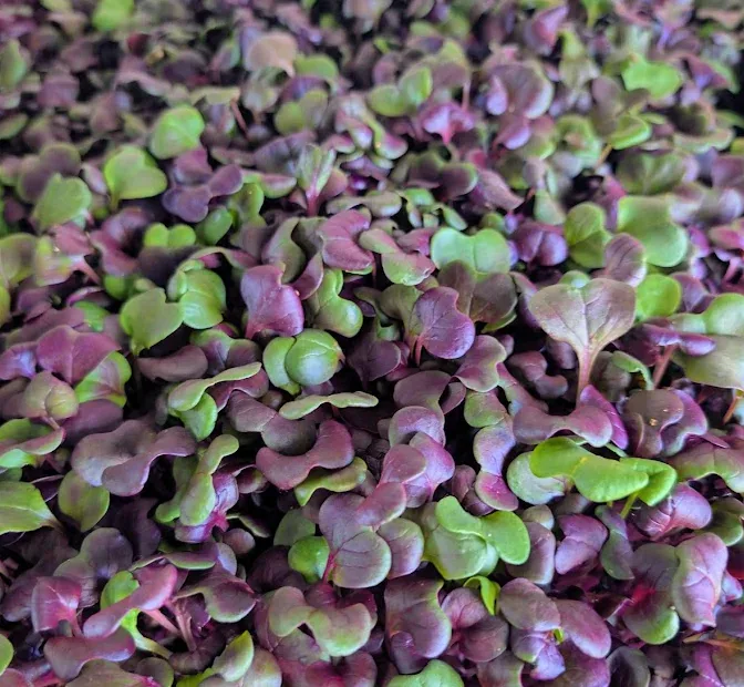 Purple Radish at Little Roots Farm