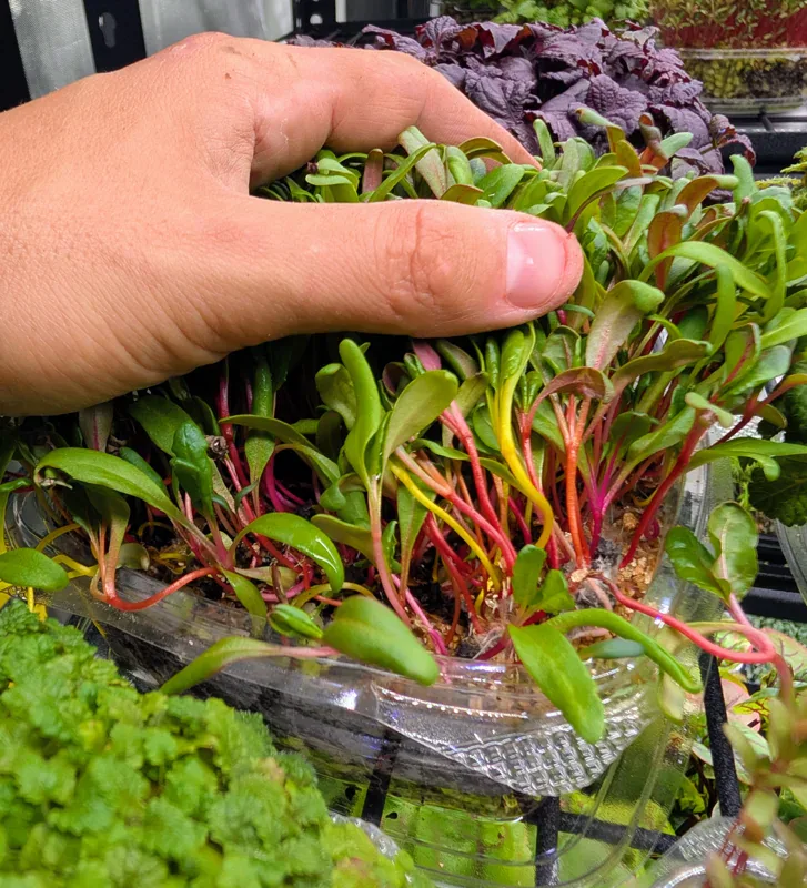 Rainbow Chard at Little Roots Farm