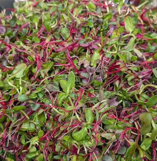 Rainbow Mix at Little Roots Farm