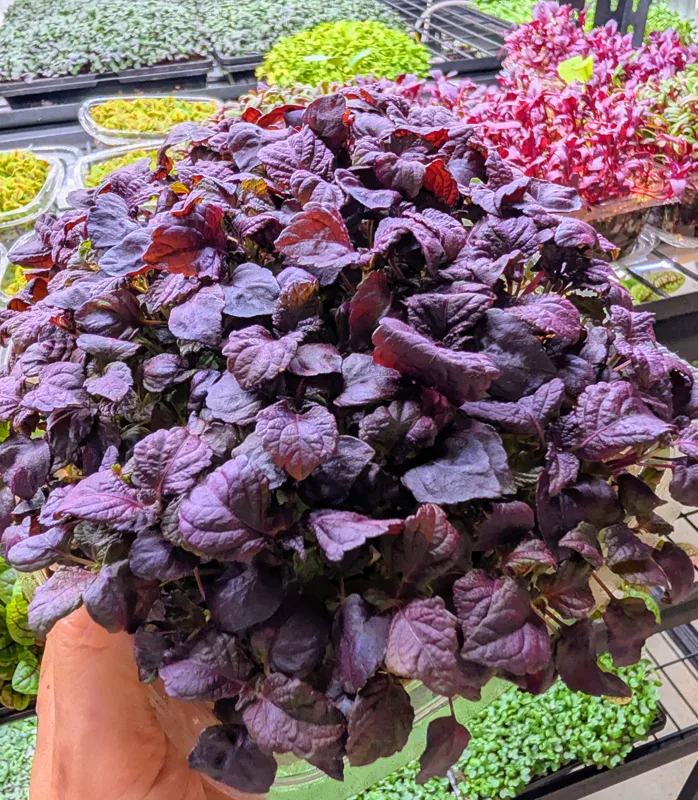 Red Shiso at Little Roots Farm