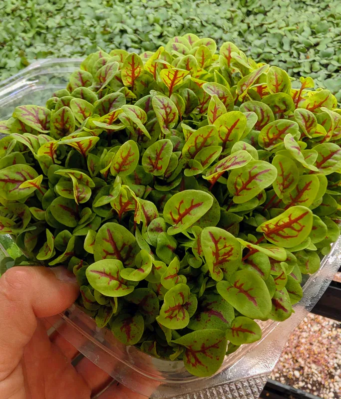 Red Vein Sorrel at Little Roots Farm