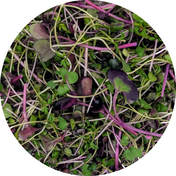 Spicy Mix microgreens grown at Little Roots Farm
