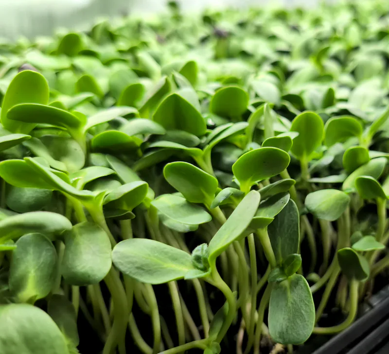 Fresh sunflower microgreen shoots grown at Little Roots Farm