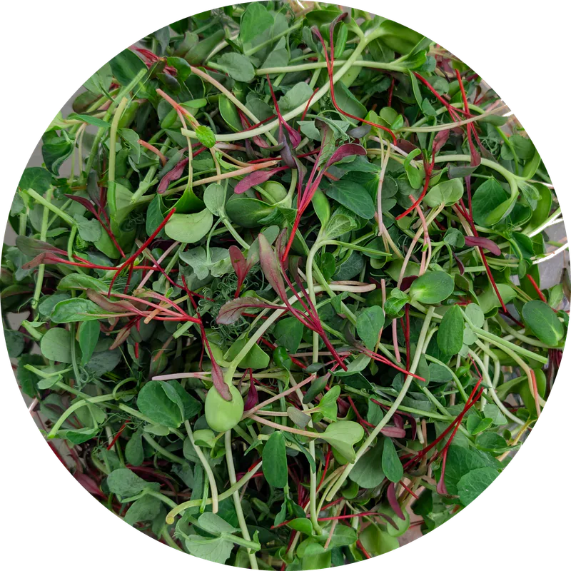 Sunshine Crunch microgreens grown at Little Roots Farm
