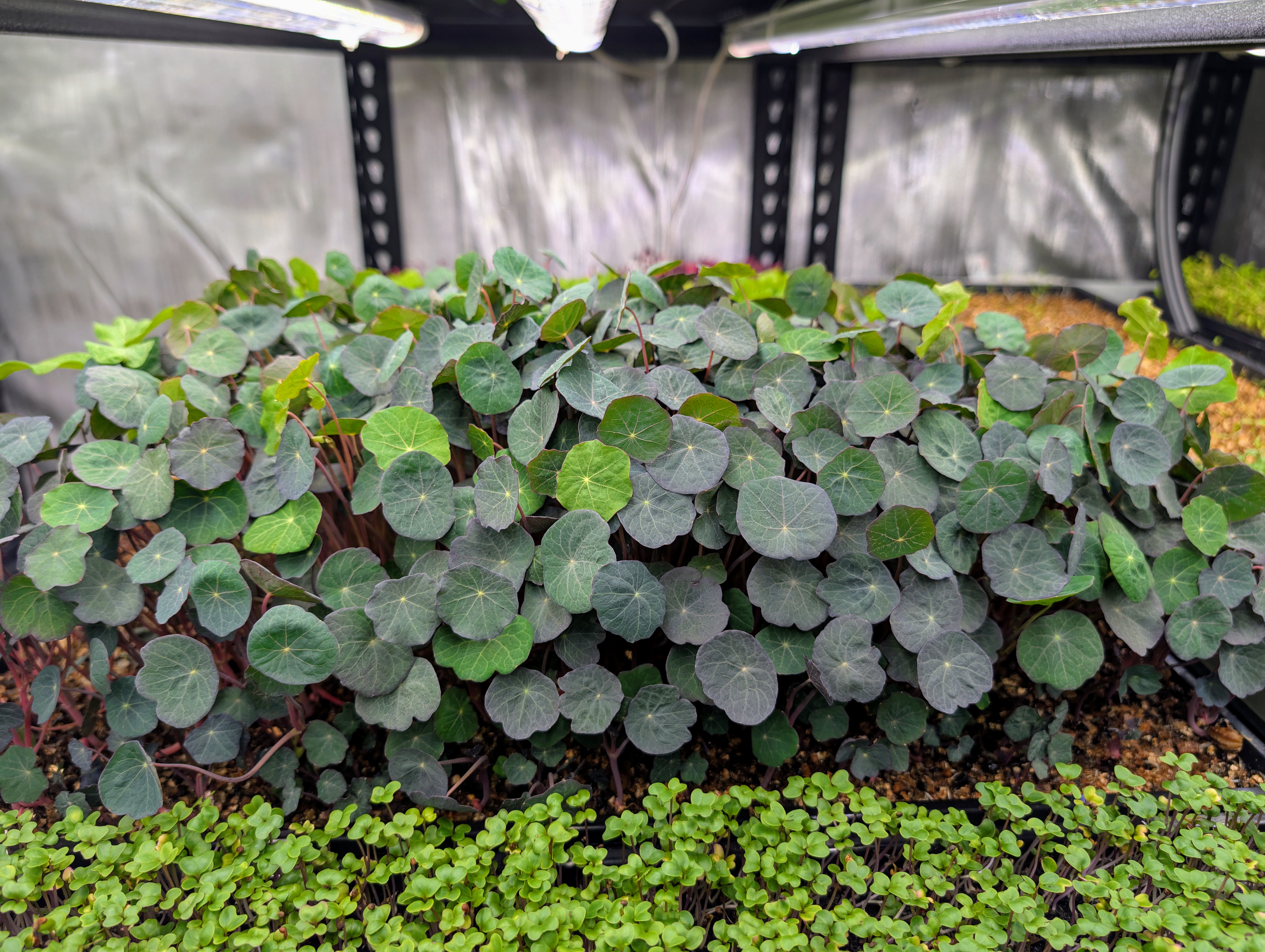 Nasturtium Microgreens Hobart Tasmania