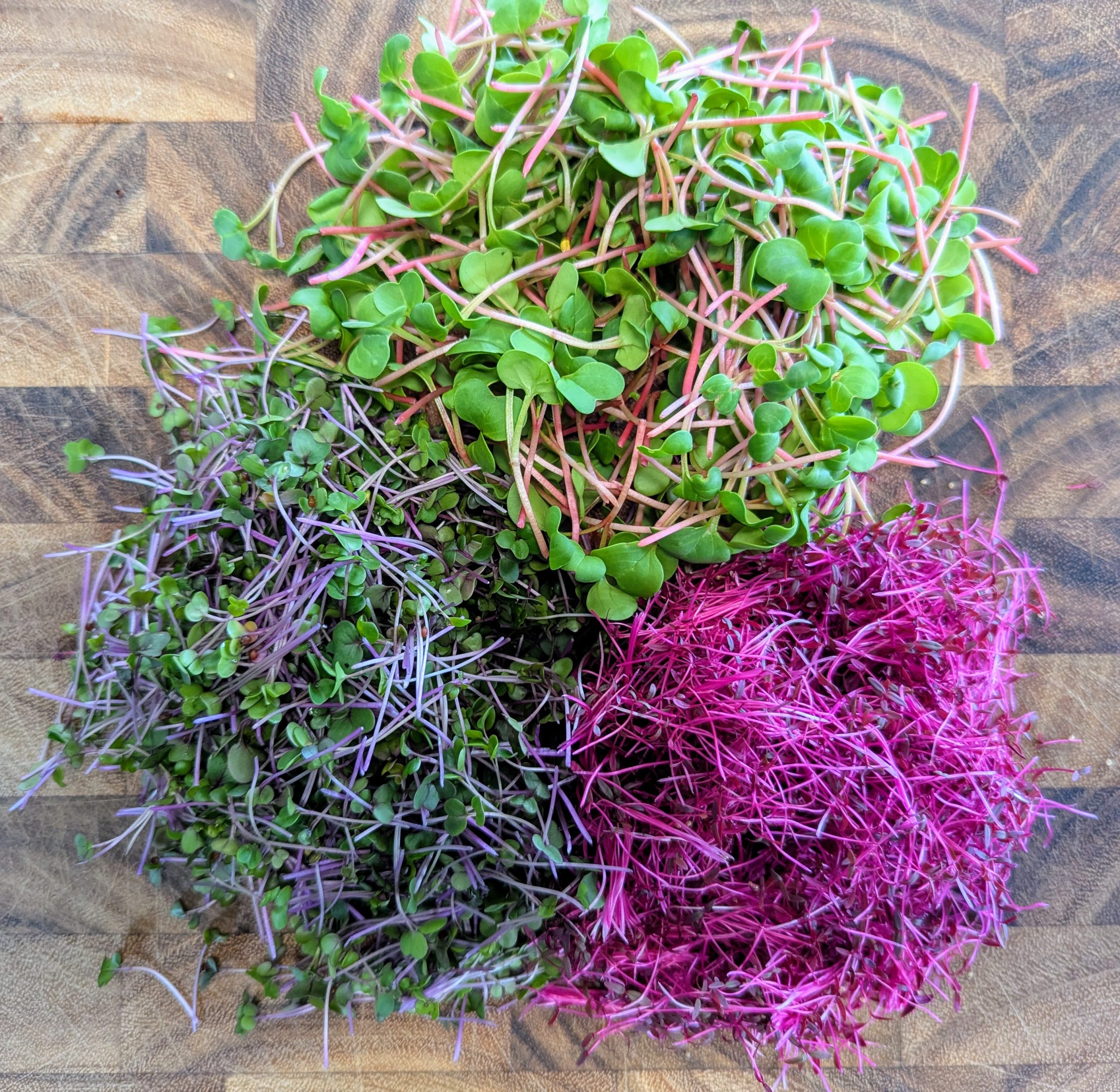 Red Garnet Amaranth Microgreens Tasmania