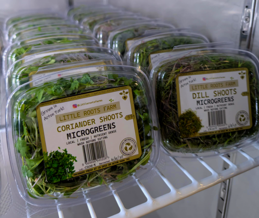 Fresh coriander microgreens in retail container from Little Roots Farm Hobart