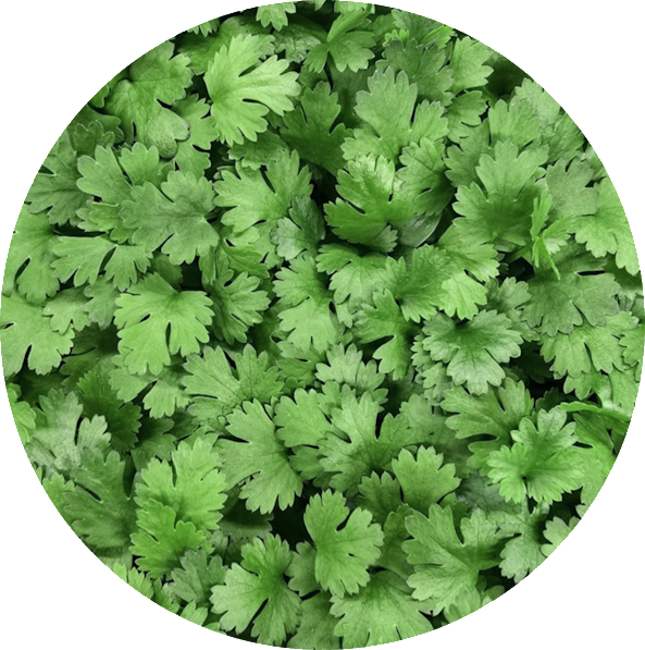 Coriander microgreens grown in Hobart — aromatic, fresh, and full of flavour