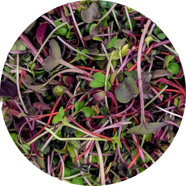 Heart Boost Blend microgreens from Hobart — beets, broccoli, red cabbage, and radish