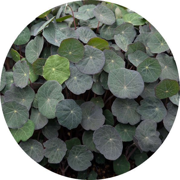 Nasturtium microgreens grown in Hobart — peppery, cress-like flavour with delicate leaves