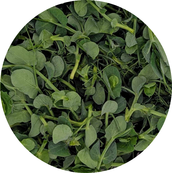 Pea shoot microgreens from Hobart — sweet flavour and tender, crisp texture
