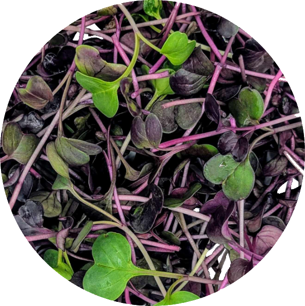 Radish microgreens from Hobart — bold, peppery flavour and vibrant stems