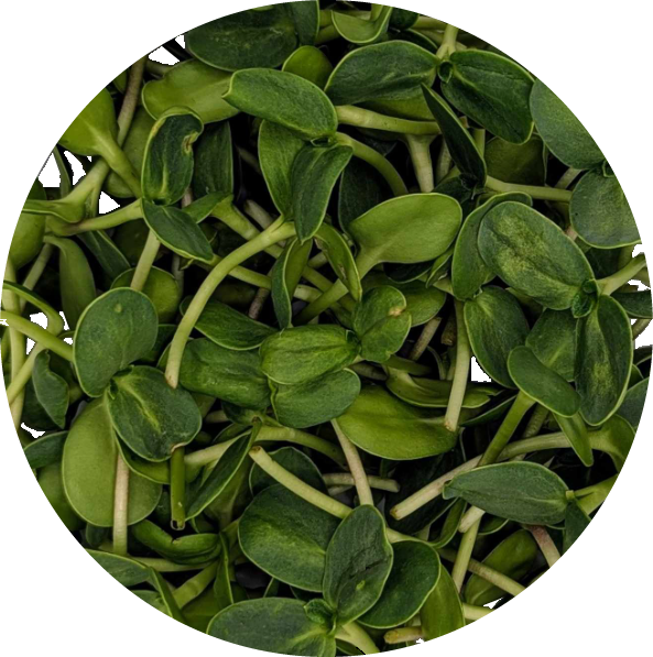 Sunflower microgreens grown in Hobart — nutty flavour and crisp bite