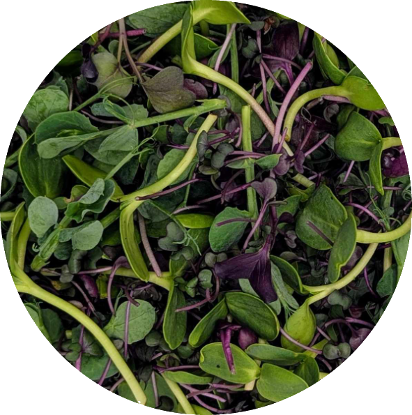 Variety Mix microgreens from Hobart, Tasmania — colourful, nutrient-rich and freshly harvested